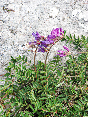 Alpine sainfoin (Hedysarum hedysaroides)