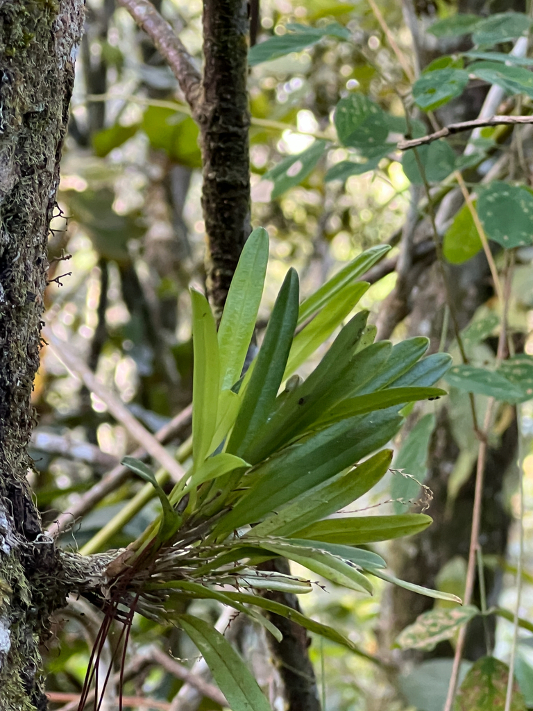 Stelis hymenantha