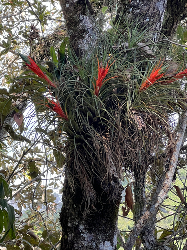 Tillandsia punctulata, photograph 4