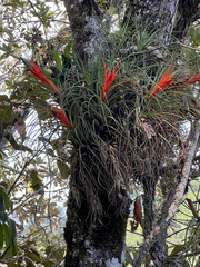 Tillandsia punctulata, photograph author not stated, no rights reserved