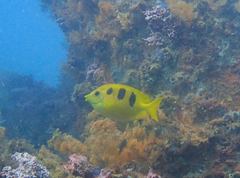 Siganus trispilos