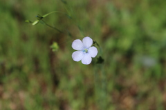 Linum tenuifolium