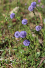 Globularia