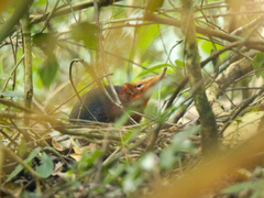 Black And Rufous Elephant Shrew