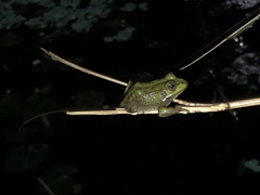 Pelophylax perezi