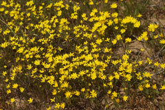 Rhynchopsidium pumilum