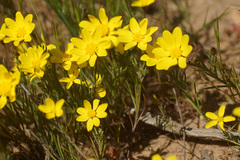 Rhynchopsidium pumilum