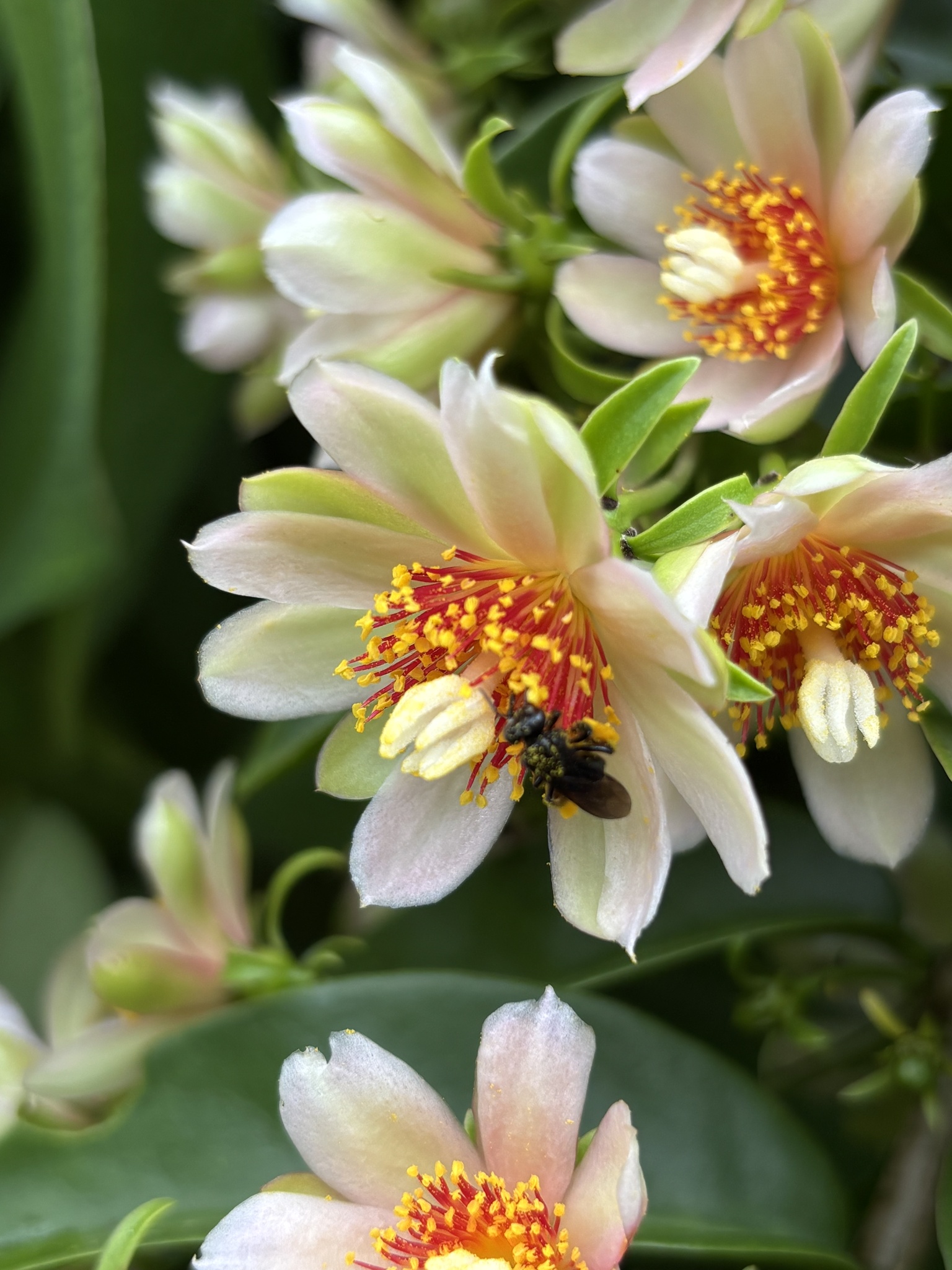 Pereskia aculeata