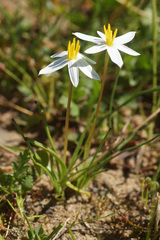 Pauridia serrata albiflora