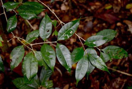 Chionanthus axillaris