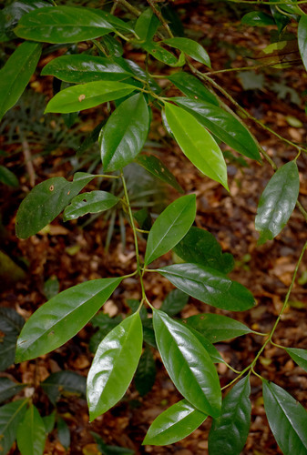 Apodytes brachystylis, 2025-11-16
