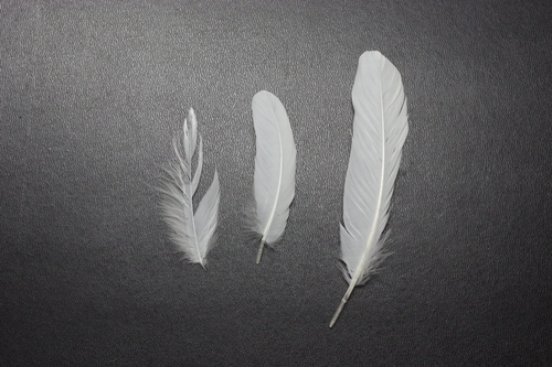 Plume de Aigrette garzette