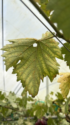 Neophysopella ampelopsidis