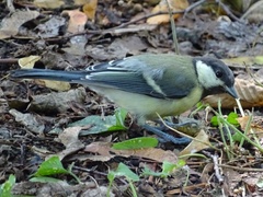 Parus major