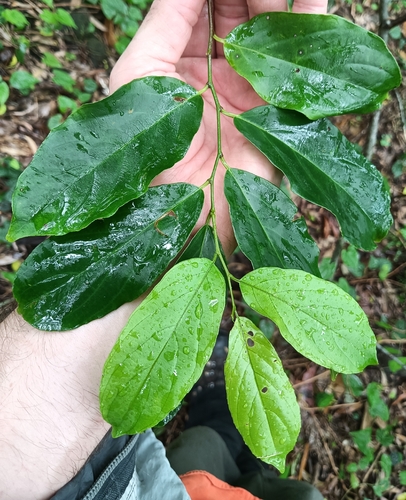 Dallachya vitiensis observed 2026-02-04