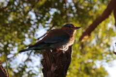 Coracias benghalensis
