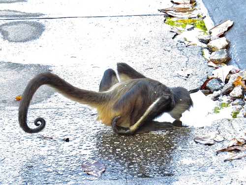 Central American Spider Monkey, Quintana Roo, MX, photo 10 of 10