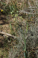 Albuca decipiens