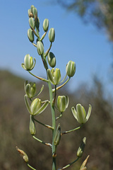Albuca decipiens