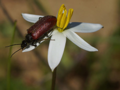 Pauridia serrata albiflora