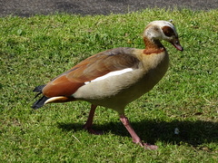 Alopochen aegyptiaca