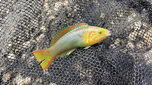 Blue-fin wrasse (Thalassoma lutescens) — Labridae — 3