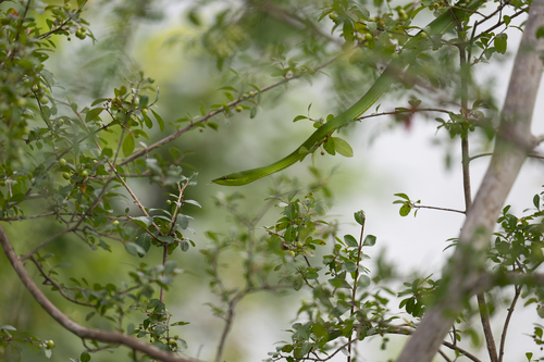 Green Vine Snake
