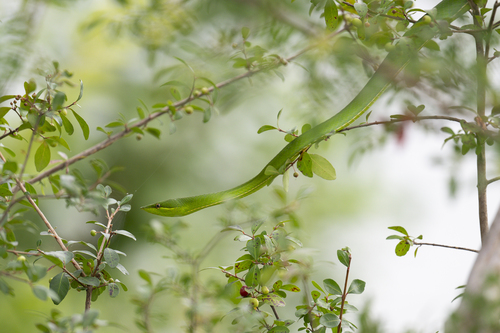 Green Vine Snake