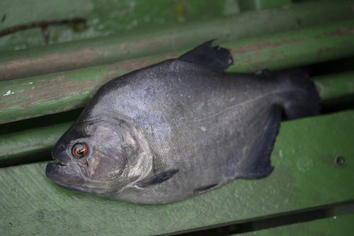 Black piranha (Serrasalmus rhombeus) — Serrasalmidae — 2