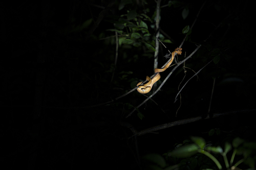 Garden Tree Boa