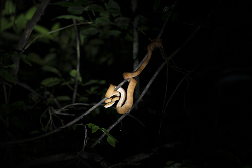 Garden Tree Boa