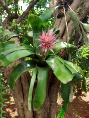 Aechmea fasciata