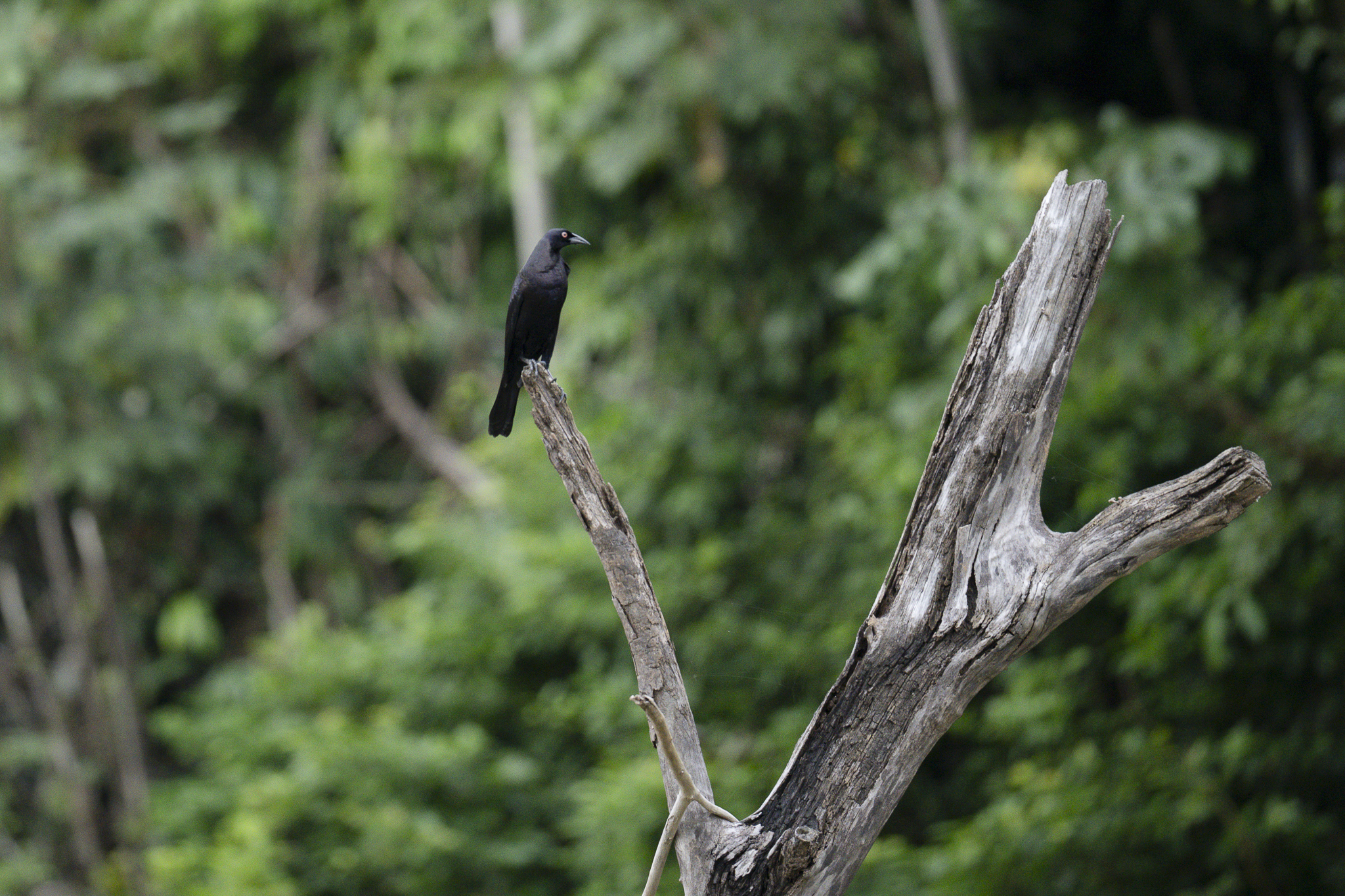 Giant Cowbird (Molothrus oryzivorus), photo 2