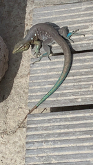 Cnemidophorus murinus