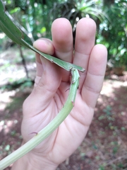 Epiphyllum phyllanthus hookeri