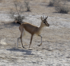 Gazella bennettii