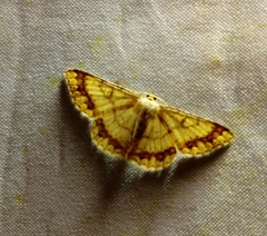 Luxiaria subrasata