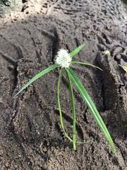 Cyperus sesquiflorus