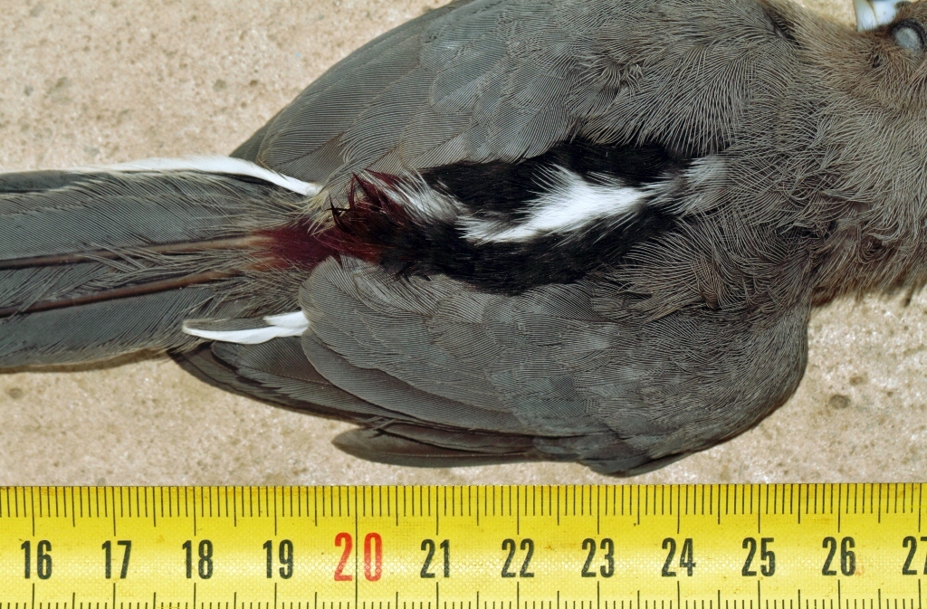 White-backed Mousebird (Colius colius), photo 7