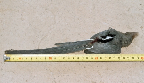 White-backed Mousebird (Colius colius), photo 6