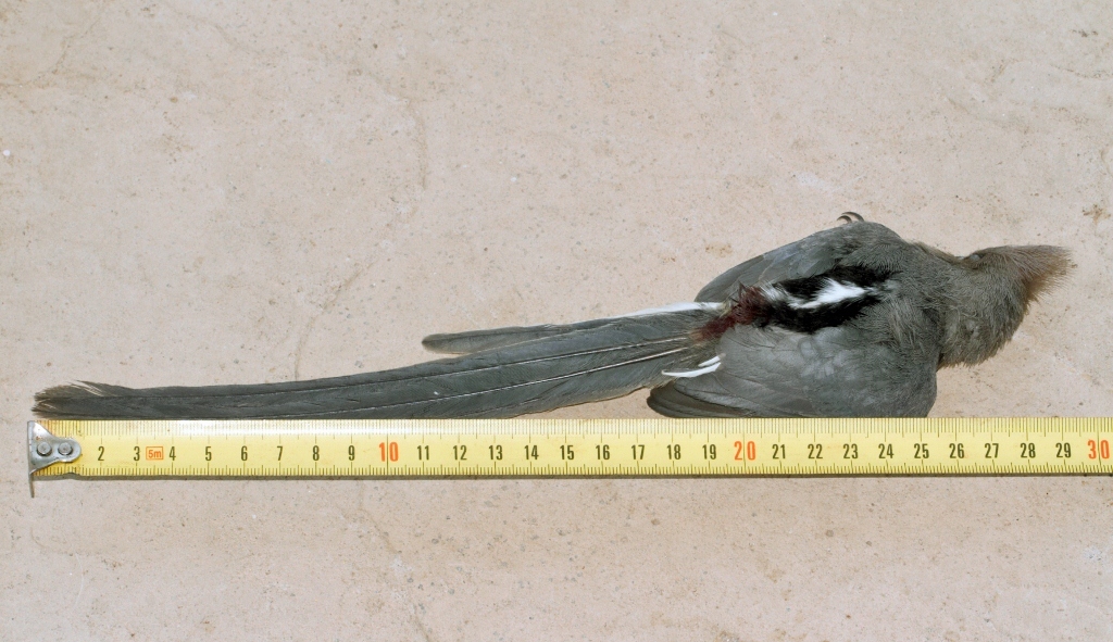 White-backed Mousebird (Colius colius), photo 6
