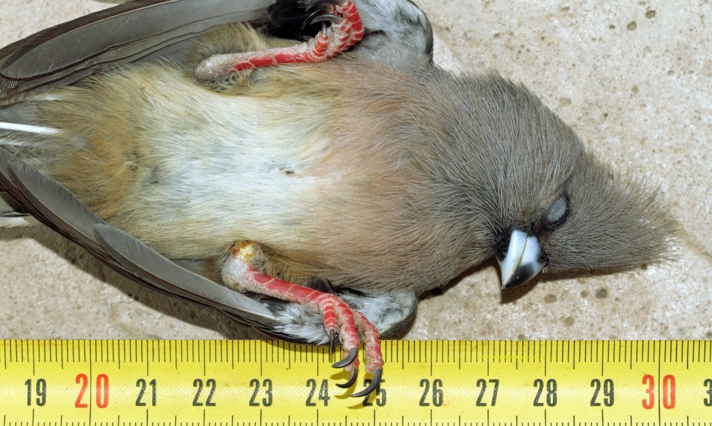 White-backed Mousebird (Colius colius), photo 8