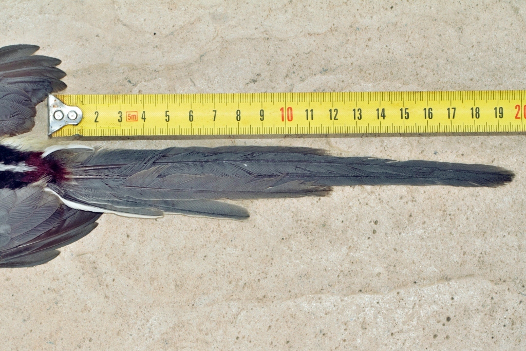 White-backed Mousebird (Colius colius), photo 10