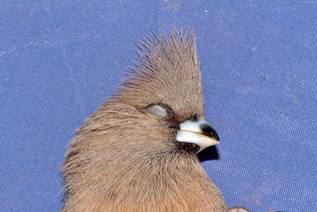 White-backed Mousebird (Colius colius), photo 2