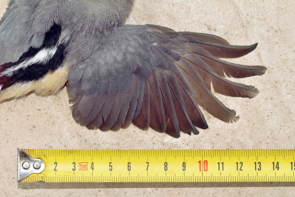 White-backed Mousebird (Colius colius), photo 9