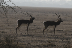 Antilope cervicapra