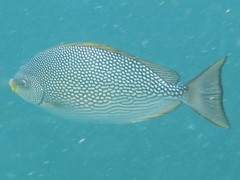 Siganus javus