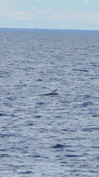 Balaenoptera borealis