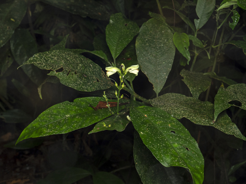 Filetia observed 2026-01-31