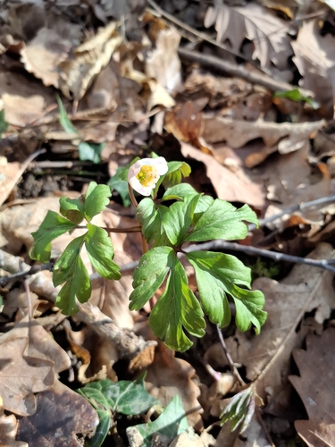 Anemone nemorosa